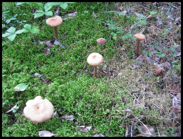 interesting colony of tan colored mushrooms.JPG