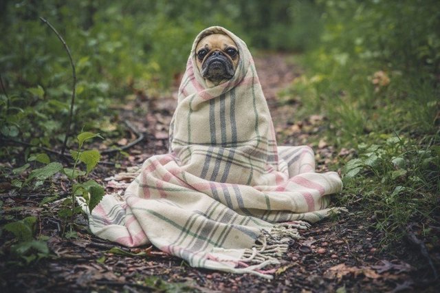 portrait-of-french-bulldog-wrapped-in-blanket-on-forest-path.jpg