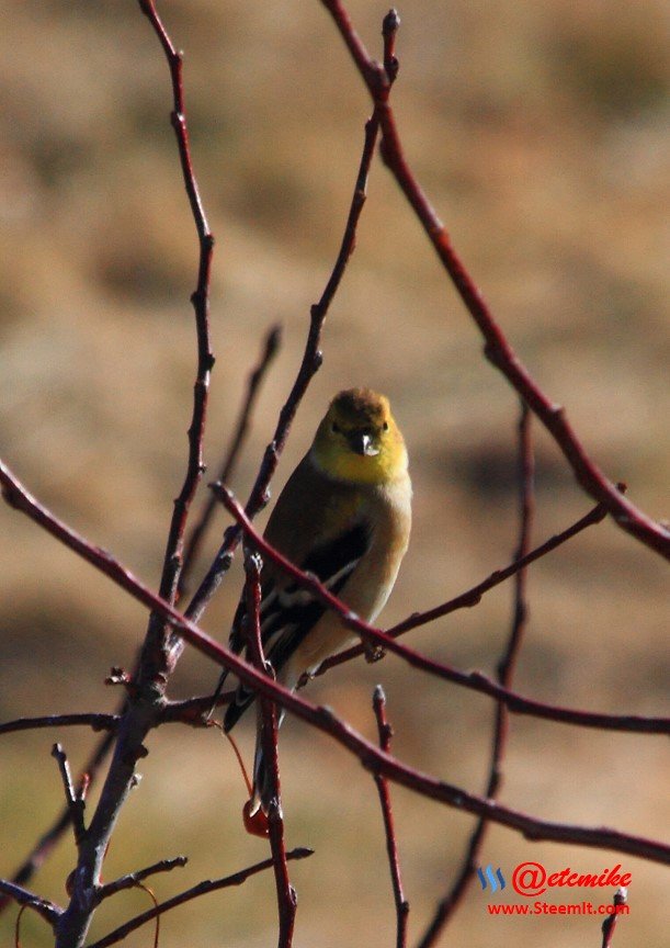 American Goldfinch IMG_0287.JPG