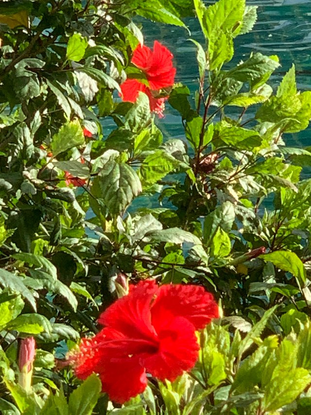 flower124.jpg