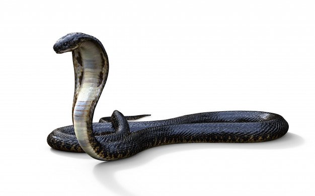 king-cobra-the-world-s-longest-venomous-snake-isolated-on-white-background_46363-79.jpg