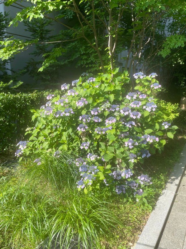 IMG_5930.jpeg