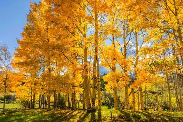 Aspens-below-Ohio-Pass-2049-g3i11-1536306196_680x0.jpg