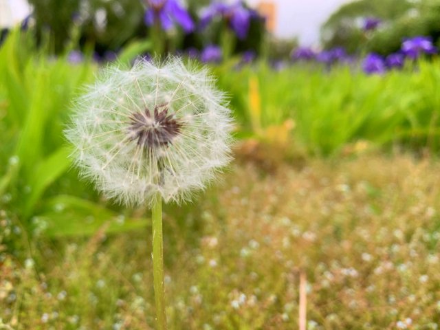 dandelion.jpg