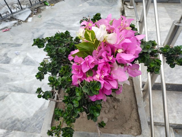 IMG_20250626_080650.jpg