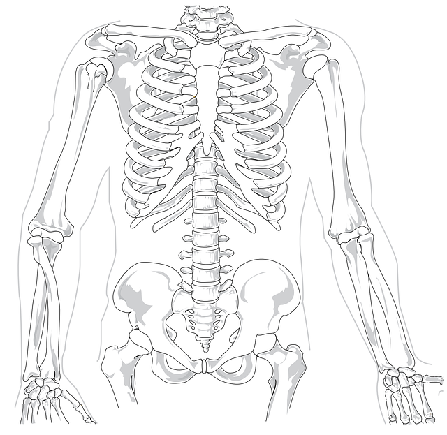 skeleton-41569_640.png