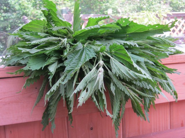 fresh bundle of nettle.JPG