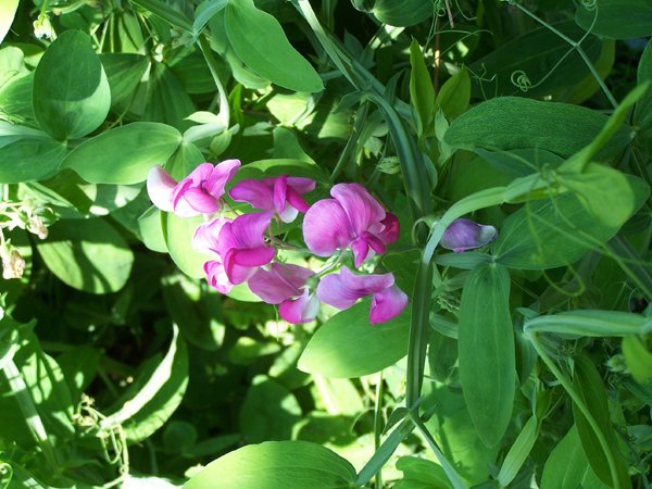 Crabapple - sweet peas2 crop July 2019.jpg