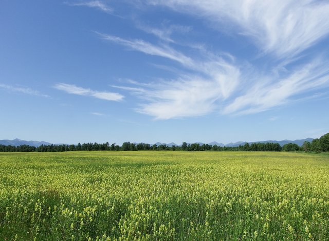 field-2785470_1920.jpg