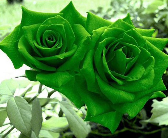 Las Rosas Verdes. — Steemit