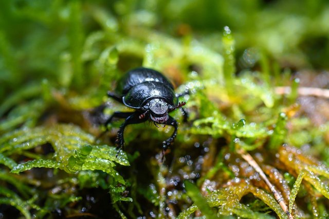 dung-beetle-6464331_1280.jpg