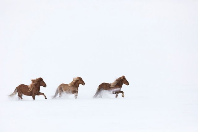 animal-photography-icelandic-horses-in-the-realm-of-legends-drew-doggett-35-5b5afc152e2bf__880.jpg