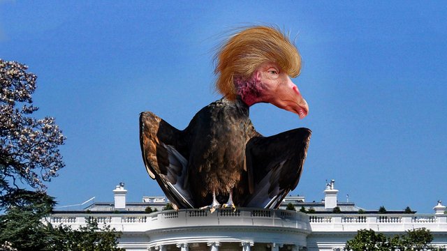 Trump Vulture.jpg