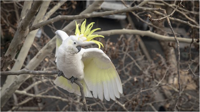 45483378032-sulphur-crested-cockatoo-cacatua-galerita (FILEminimizer).jpg