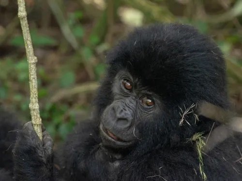 Top gorilla families and there secrets during Rwanda gorilla trekking.jpg
