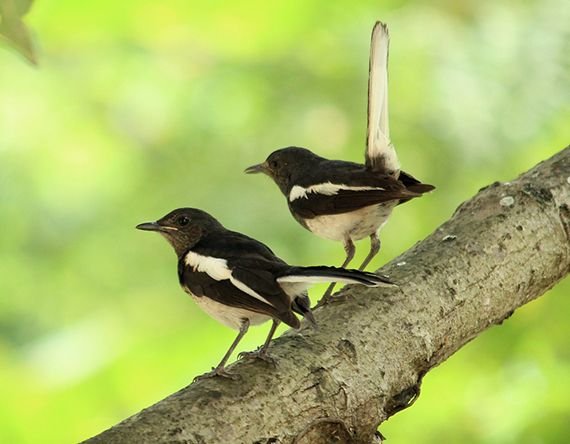 দোয়েল-Magpie-Robin-3.jpg