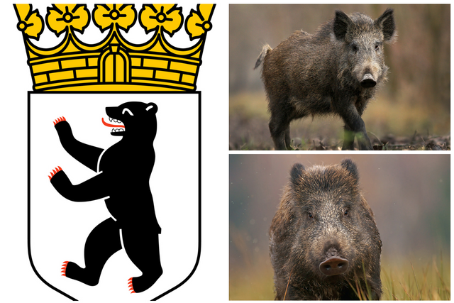 berliner bär.png