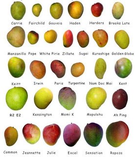 variedades mango.jpg