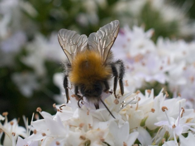 bee-nectar-07.jpg