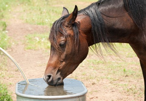 dreamstime_15232737_horsedrinkingwater.jpg