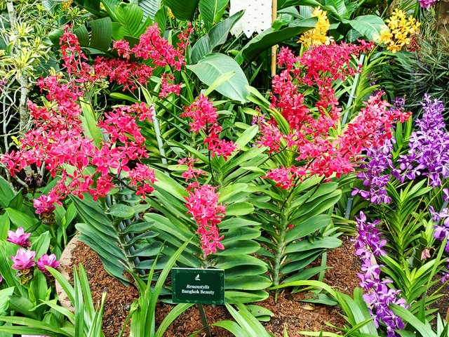 9 Renanstylis orchid.jpg