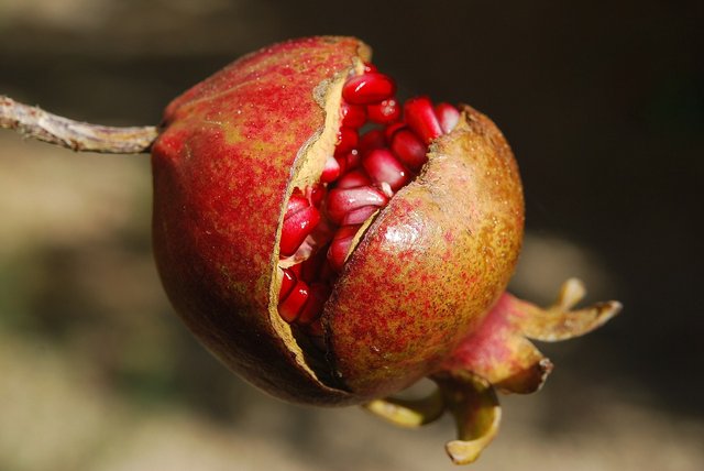 pomegranate-185456_1280.jpg