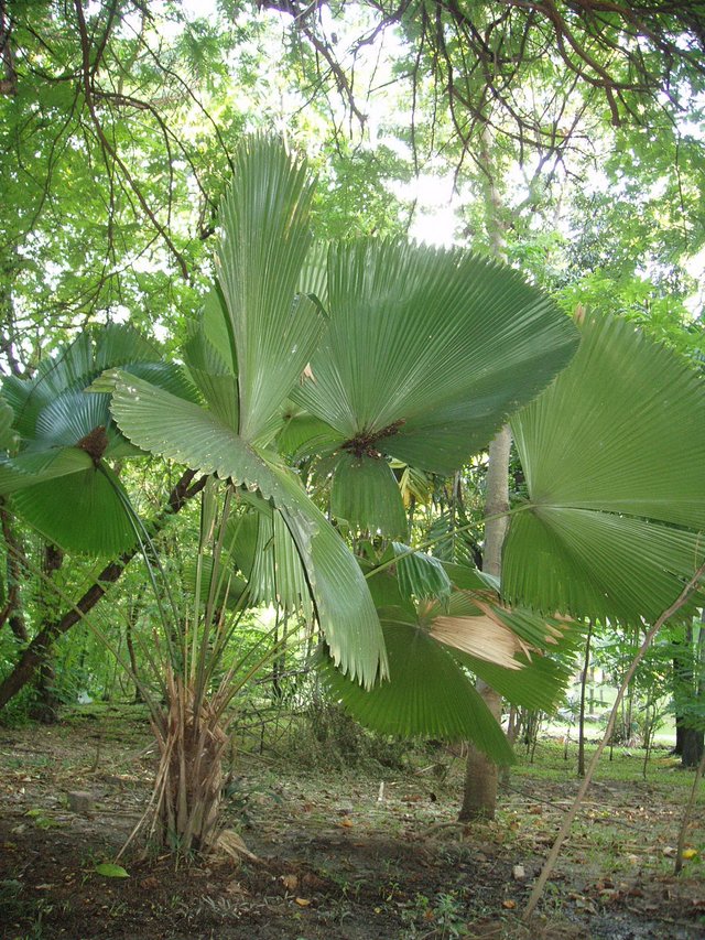 Queen Sirikit Park - palms