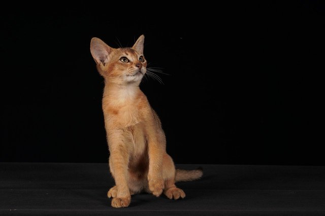 abyssinian-5313506_1280.jpg