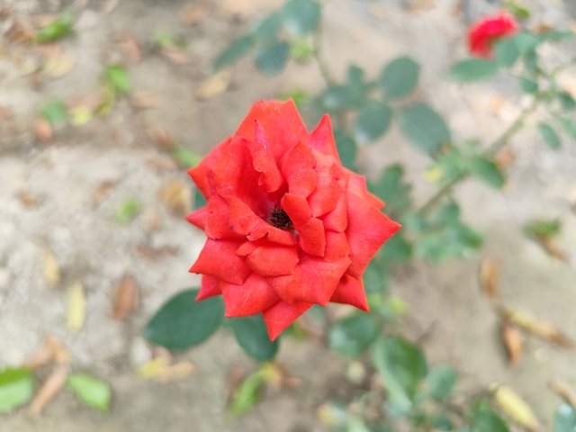 IMG_20250611_094928_1.jpg