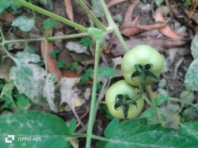 IMG20250329174935.jpg