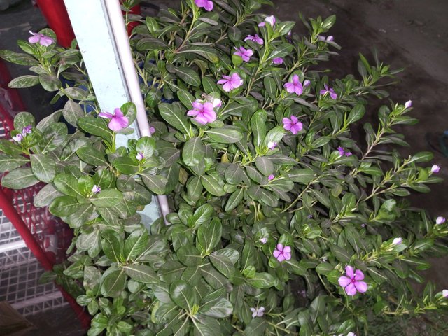 IMG_20240817_194733_841.jpg
