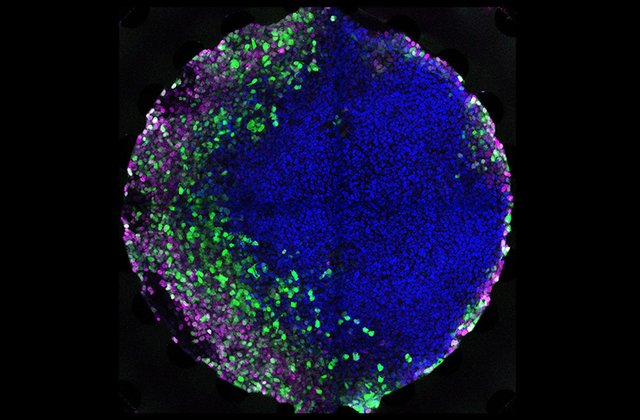 cell-microfluidics.jpg