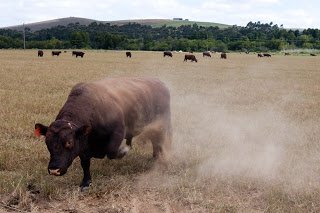 contoh-gambar-banteng.jpg