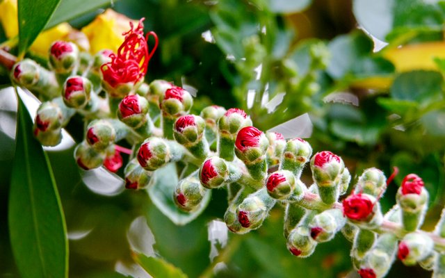 bottlebrush (18).jpg