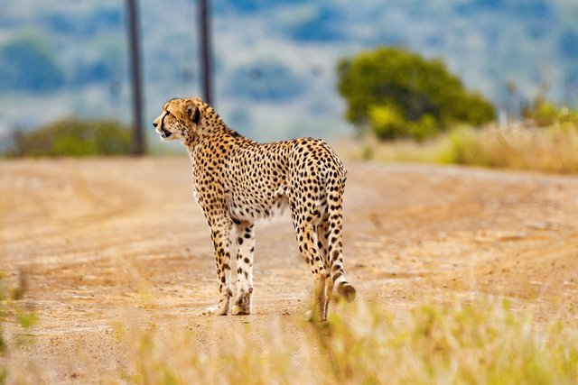 cheetah-5689870_1920.jpg