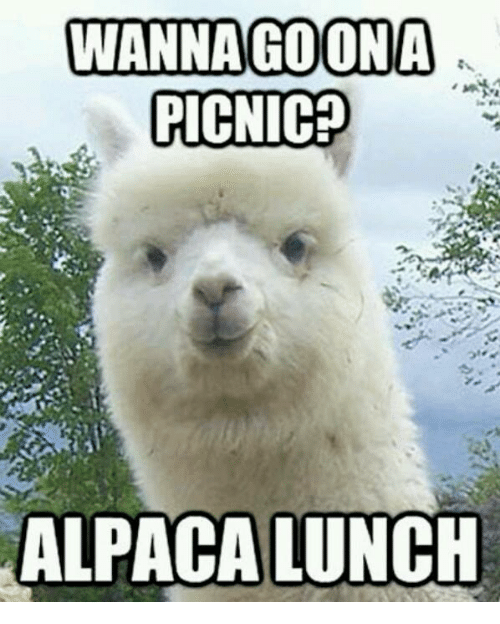 wannagoona-picnic-alpaca-lunch-26021791.png