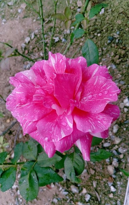Pink rose (2).jpg