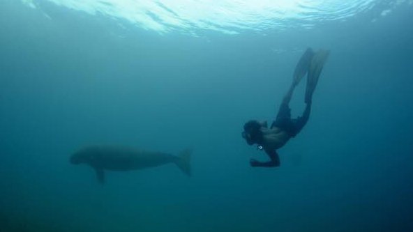 Swimming-with-Dugong-Alor.jpg