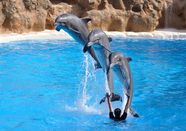 Dolphins_jumping_qtl1.jpg