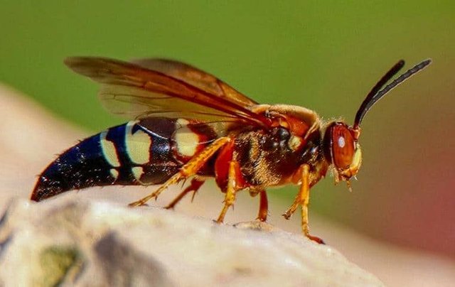 cicada-killer-long-island.jpg