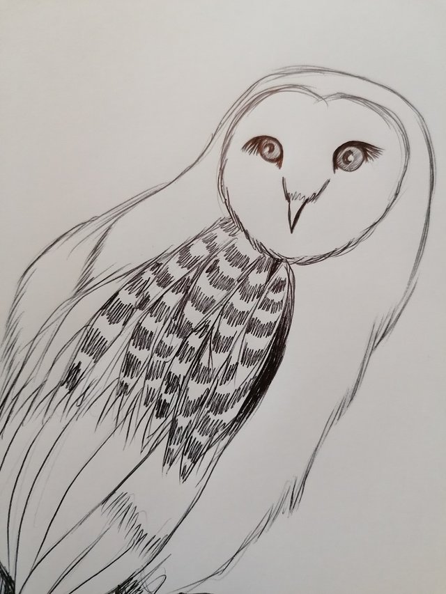owl pen (6).jpg