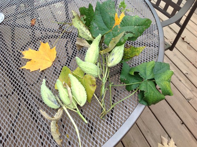 milkweed old pods.JPG