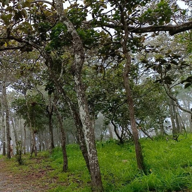 Chaiyaphum75 (2).jpg