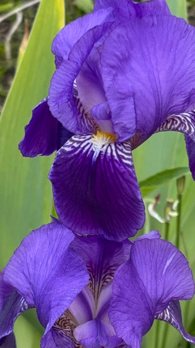 IMG_9116.jpeg