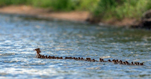 24ducklings_xp-articleLarge.jpg