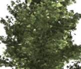 ForestStampSmall.png