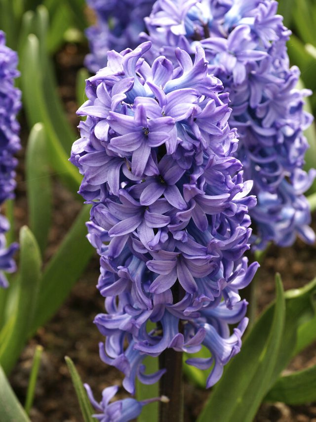 BHYDB-0-Hyacinth-Delft-Blue-22-dv.1649786404.jpg