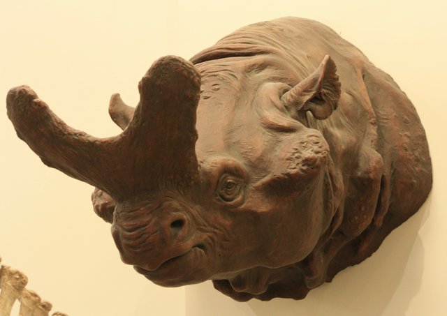 Megacerops_head_reconstruction_at_AMNH.jpg