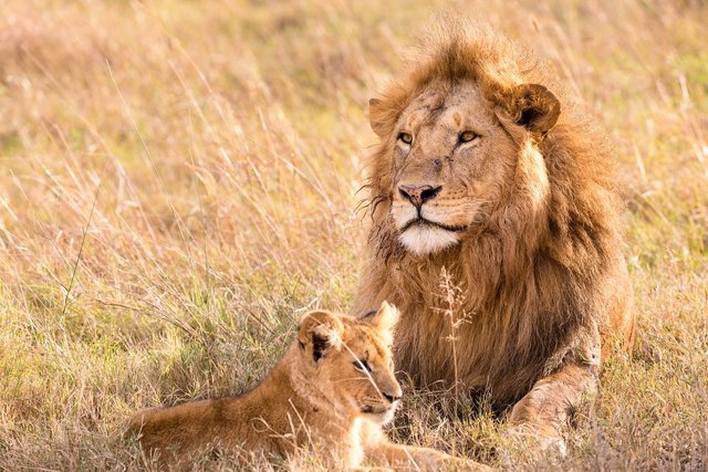 lion-5799523_1280.jpg