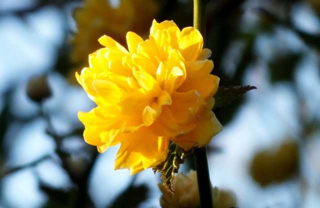 0035-YellowRose.jpg